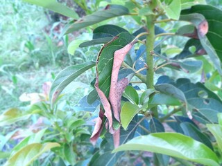 Avocado tree attacked by aphids called Planococcus citri