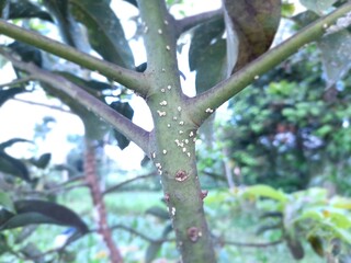 Avocado tree attacked by aphids called Planococcus citri