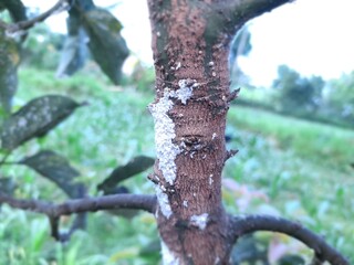 Avocado tree attacked by aphids called Planococcus citri