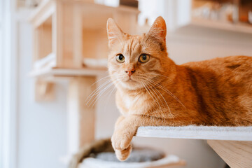 Ginger Cat Lying On Shelf In A Cozy Home or Animal Shelter