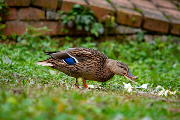 Stockente sucht nach Futter auf einer Wiese