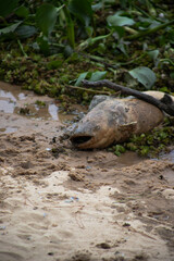 Dead Catfish in the wreckage of a hurricane