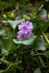 Water Hyacinth