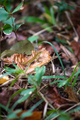 Lizard in the Leaves