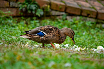 Stockente sucht nach Futter auf einer Wiese