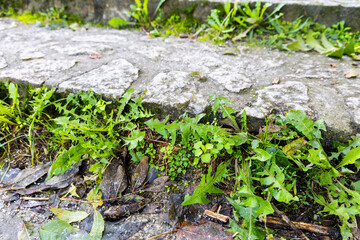 stone step overgrown with dandelions