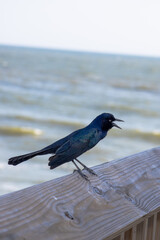 bird on the beach