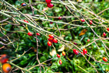 Obraz premium red berries on a bush