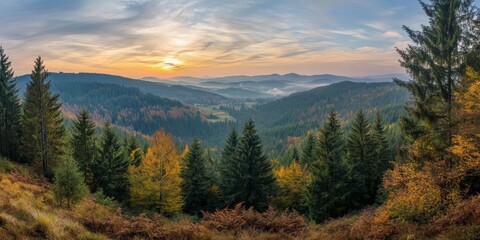 A wide, scenic view of a forest.