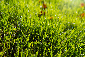 Fototapeta premium green grass with dew drops