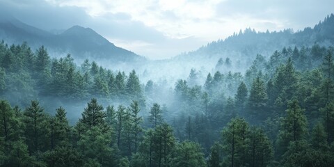 Fototapeta premium A wide, scenic view of a forest.