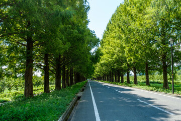 北琵琶湖の美しい風景