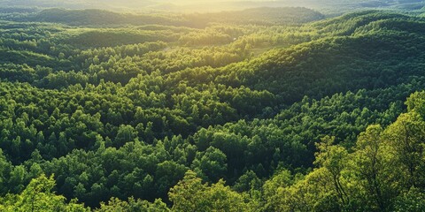 Fototapeta premium A wide, scenic view of a forest.