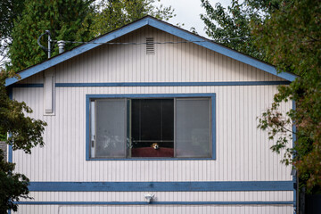 Mixed breed tan and white rescue dog with its head resting on the back of a couch and looking out the window of a house 
