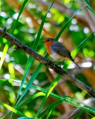 bird in the garden
