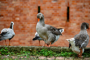 Graugänse in städtischer Umgebung