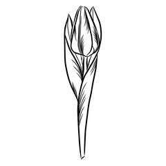 illustration of a flower tulip isolated hand drawn