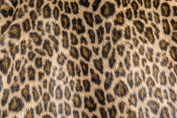 Piel de leopardo vista de cerca, textura © KukiLadrondeGuevara