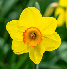 yellow daffodil flower