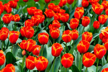 field of orange and yellow tulips