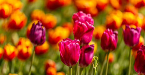 field of tulips