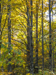 Fototapeta premium Autumn view of Vitosha Mountain, Bulgaria