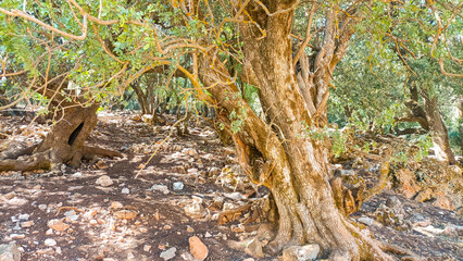 Majestic olive tree grove standing strong in the mediterranean landscape