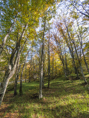 Obraz premium Autumn view of Vitosha Mountain, Bulgaria
