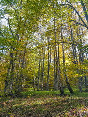 Autumn view of Vitosha Mountain, Bulgaria