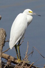 LITTLE EGRET