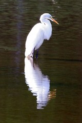 EGRET WITH REFLACTION01