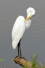 PREENING EGRET