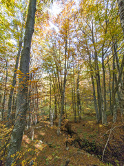 Obraz premium Autumn view of Vitosha Mountain, Bulgaria