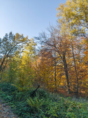 Obraz premium Autumn view of Vitosha Mountain, Bulgaria