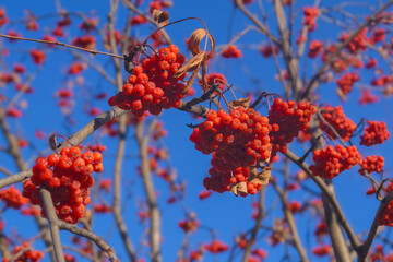 Close up of branches with red rowan berries and autumn leaves on the tree.