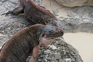 Iguanas rule their own private island in the Exuma chain of islands in the Bahamas