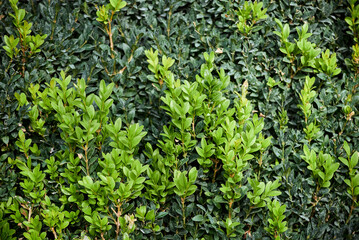 Close-up of evergreen bush boxwood. Bright young green foliage on the bush of Buxus sempervirens (or European box)