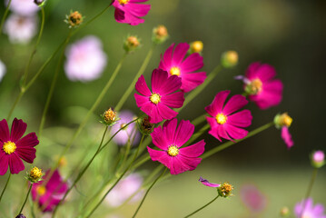 Close-up of a beautiful crimson Cosmos bipinnatus (or Mexican aster) blooming in a garden. Garden purple cosmos blooms on a sunny autumn day