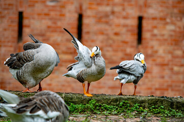Gans-Gruppe beim Putzen