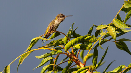 bird on a tree