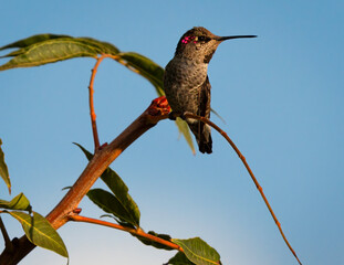 hummingbird in a tree