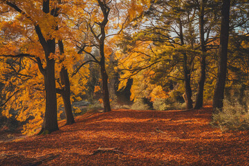 Obraz premium Autumnal Forest Scene with Golden Leaves and Sunlight