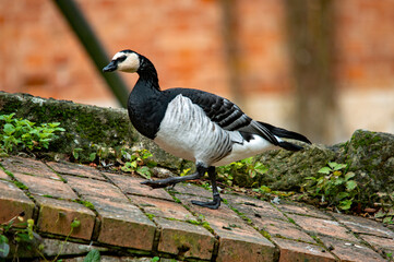 Schwarz weiße Gans auf Backsteinmauer