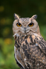 Yellow Eyed Owl
