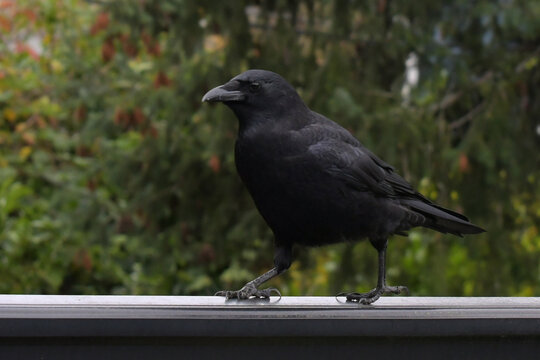 Strutting Crow
