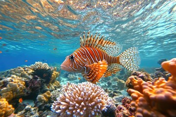 A lionfish swims through coral reef. This image is ideal for websites, articles, or social media posts about marine life and the ocean.
