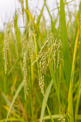 The image showcases lush green grains, with clusters suspended among tall, vibrant grasses. The atmosphere exudes tranquility, signifying growth and the abundance of natures bounty.