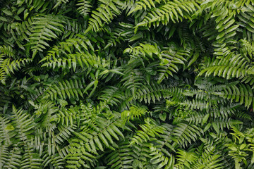 The image showcases a dense collection of various green ferns and leaves, capturing intricate details and textures. The background is solid, evoking a fresh, tranquil, and vibrant natural vibe.