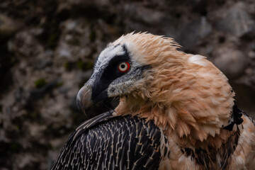 An endangered bearded vulture (Gypaetus barbatus) perched on a rock, South Africa 