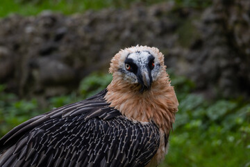 An endangered bearded vulture (Gypaetus barbatus) perched on a rock, South Africa 
